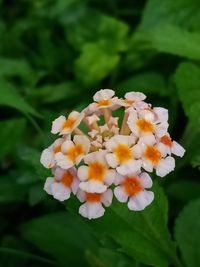 Close-up of white flowering plant