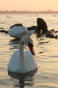 Swan swimming in sea