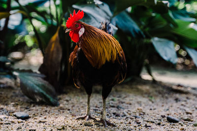 Close-up of rooster on land