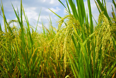 Close-up of rice growing on field 