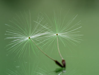 Close-up of dandelion on green leaf