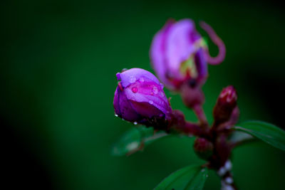 Close-up of purple flower