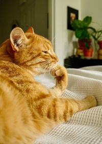 Close-up of a cat lying on bed