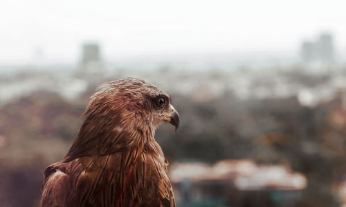 Birds eye view