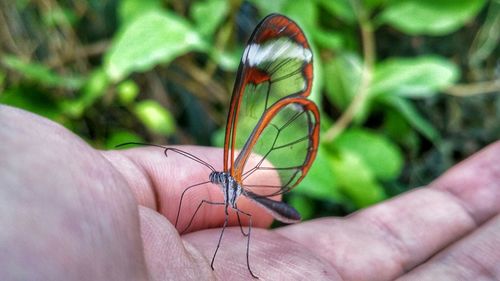 Close-up of cropped hand