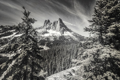 Pine trees on snowcapped mountains against sky