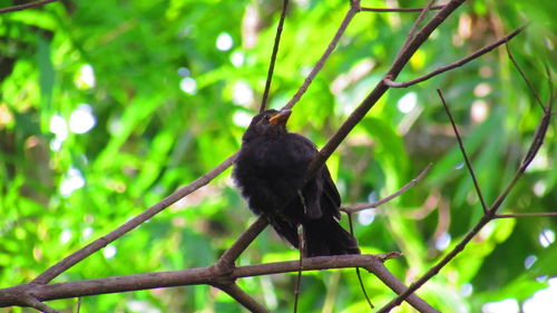 Close-up of bird perching on branch