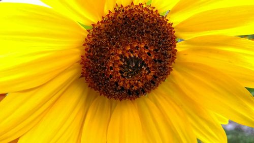 Close-up of sunflower