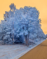 Trees on snow covered land against sky