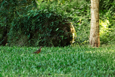 View of an animal on grass