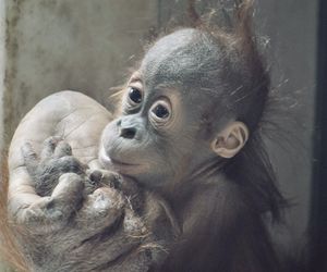 Close-up of a monkey