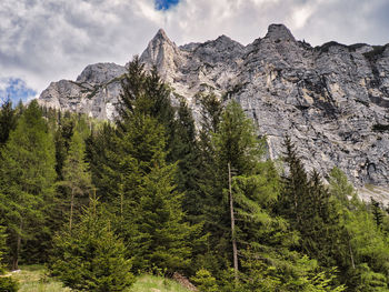 Pine trees in forest against sky