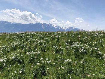 Blumenwiese ohne ende