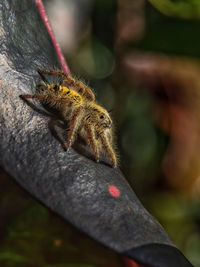 Close-up of insect on wood