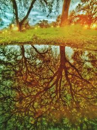 Full frame shot of trees by lake