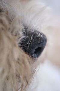 Close-up of animal