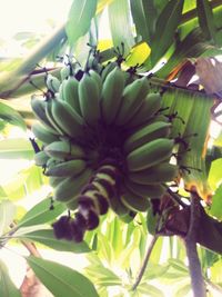 Low angle view of banana tree