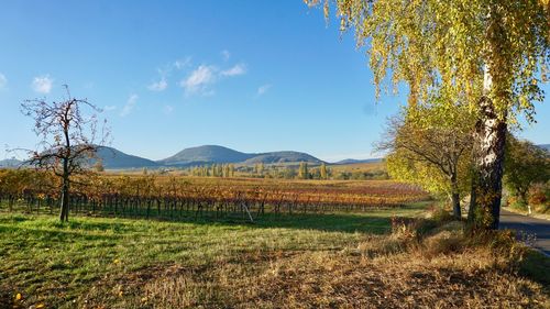 Scenic view of field against sky during autumn