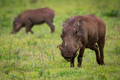 Wild boars on grassy field