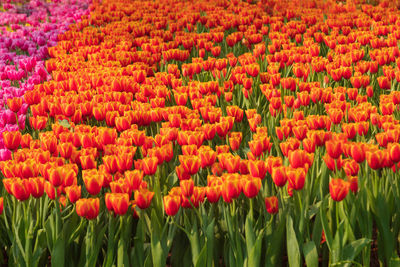 Close-up of red tulip flowers on field