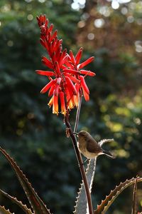 Close-up of red flower