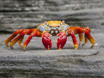 Close-up of red crab on beach