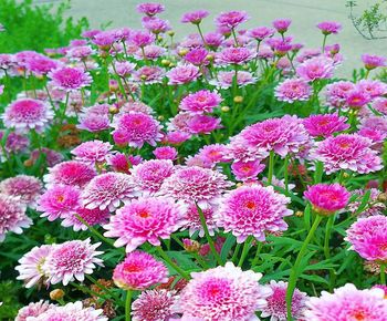 Close-up of pink flowers on field