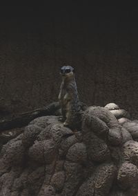View of an animal sitting on rock