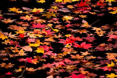 Close-up of yellow maple leaves