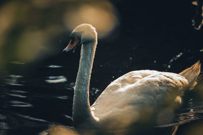 Close-up of a swan in lake
