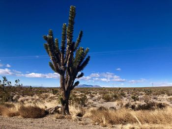 Plant on field against sky