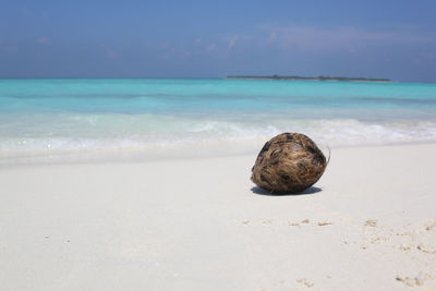 Surface level of shells on shore at beach against sky