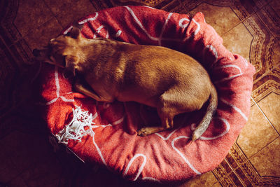 High angle view of a dog sleeping