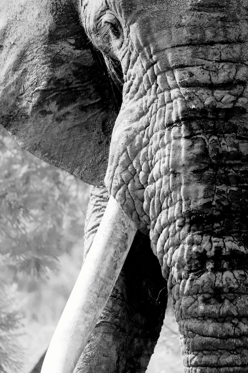 CLOSE-UP OF ELEPHANT WITH ANIMAL