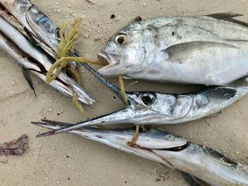 Close-up of fish