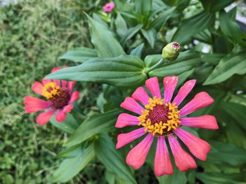 Close-up of pink flower on plant