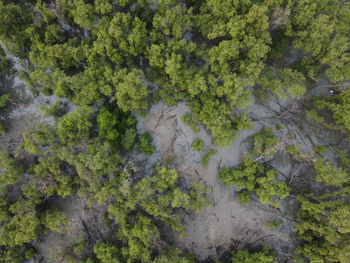 High angle view of trees in forest