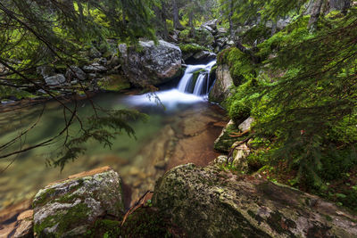 Stream flowing through rocks in forest in retezat mountains 