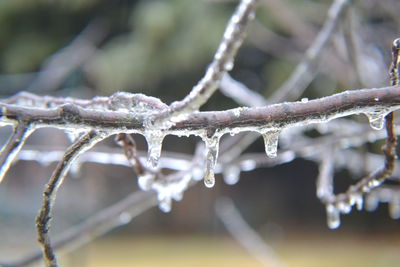 Close-up of frozen plant