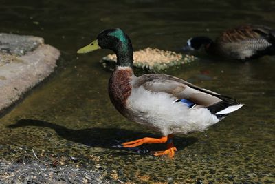 Close-up of mallard duck in lake