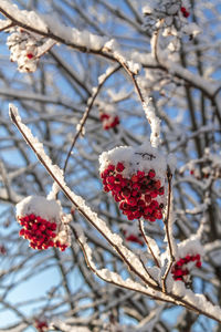 Close-up of cherry blossoms on tree