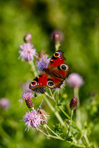 Close-up of butterfly pollinating on purple flower