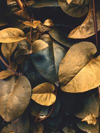 Close-up of dried leaves