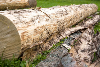 Close-up of tree trunk on field