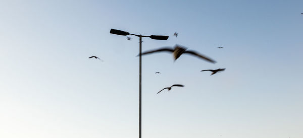 Low angle view of eagle flying against clear sky