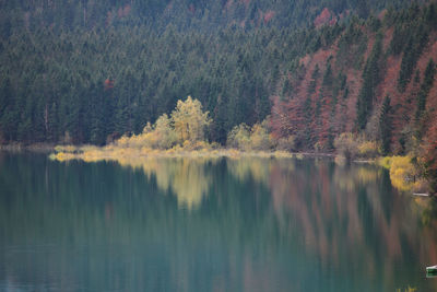 Scenic view of lake in forest during autumn