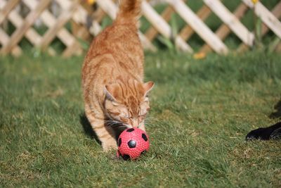 Cat lying on a field