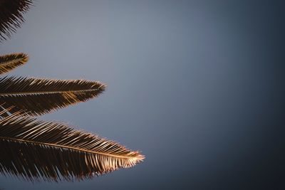 Low angle view of palm tree against clear blue sky