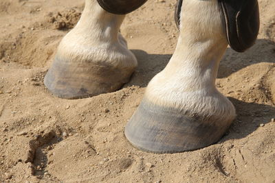 Low section of dog on sand