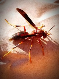 High angle view of insect on wall